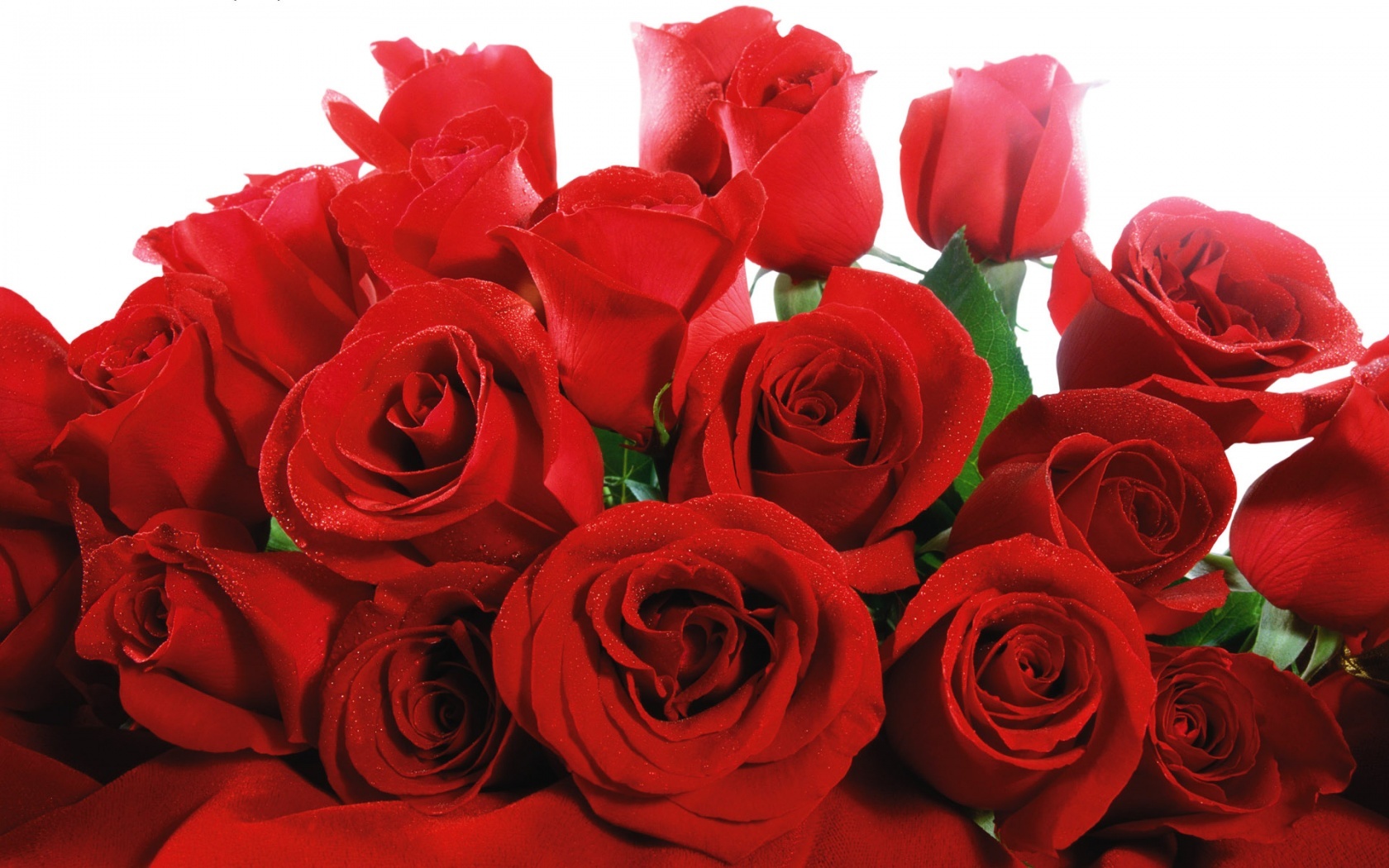 lovely red roses wide